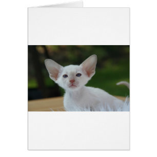 Chaton siamois super mignon