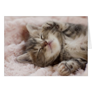 Chaton somnolent