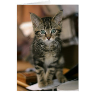 Chaton tigré du Maine de brun mignon de ragondin,