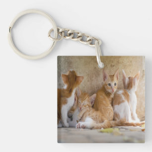 Chaton tigré orange et blanc/Ajoutez la photo de v