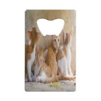 Chaton tigré orange et blanc/Ajoutez la photo de v