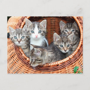 chatons dans un panier carte postale