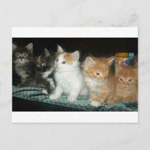 Chatons dans une carte postale de ligne