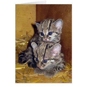 Chatons de compagne de carte postale