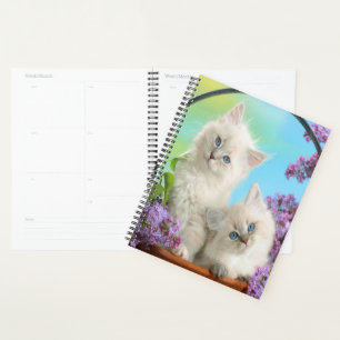 Chatons et Lilacs