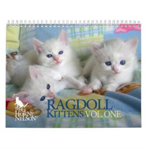 Chatons vol. de Ragdoll. Un calendrier