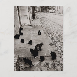 Chats Bercy - Paris - 1974 - Robert Doisneau Postkarte