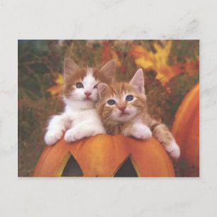 Chats Citrouilles précieux - Cartes personnalisabl