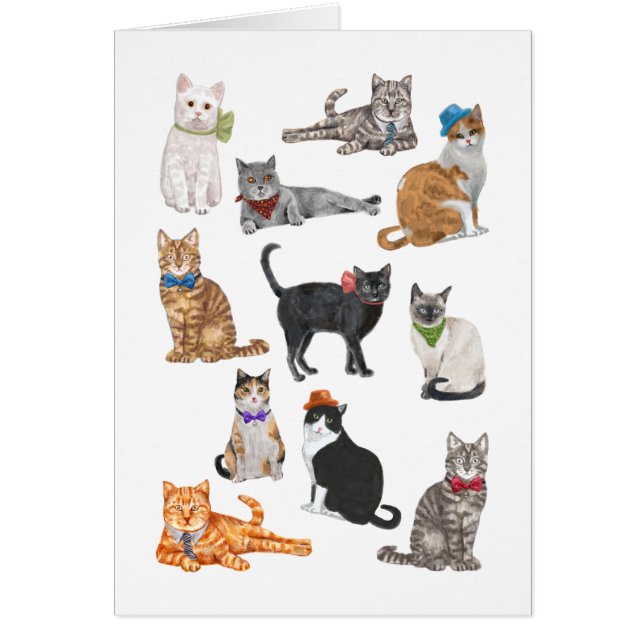 Chats Dapper (Devant)