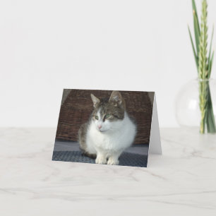 Chats et chatons seulement - carte vierge