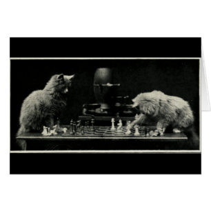 Chats jouant aux échecs