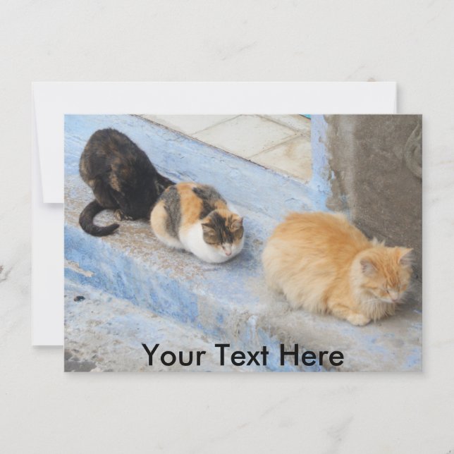 Chats personnalisables, Carte Chefchaouen, Maroc (Devant)