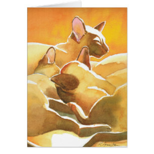 Chats siamois Sunshine