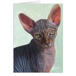 Chats Sunitha de chat de sphinx de Sphynx