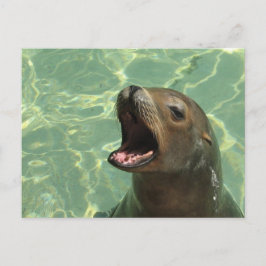 Chatty Sea Lion Postcard Postkarte