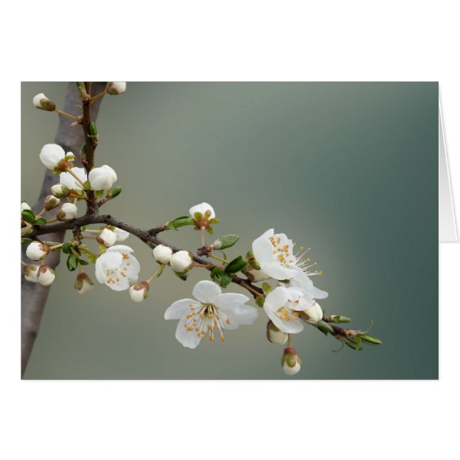 chaud (Devant horizontal)