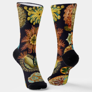Chaussette Ascidiae par Ernst Haeckel, Animaux Marins Vintage
