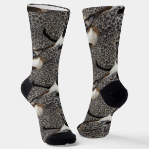 Chaussette Chat de Siamese sur les sites animaux sauvages Emp