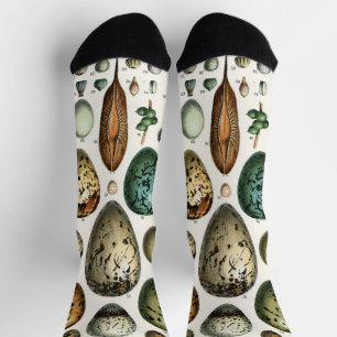 Chaussette Divers types d'Oeuf Illustration scientifique