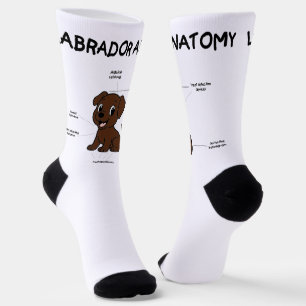 Chaussette Labrador Retriever Chocolat Dessin Animé Anatomie