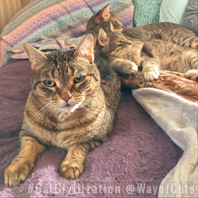 Chaussette Suivez le Chemin des Chats, et sa philosophie, ave (Créateur téléchargé)