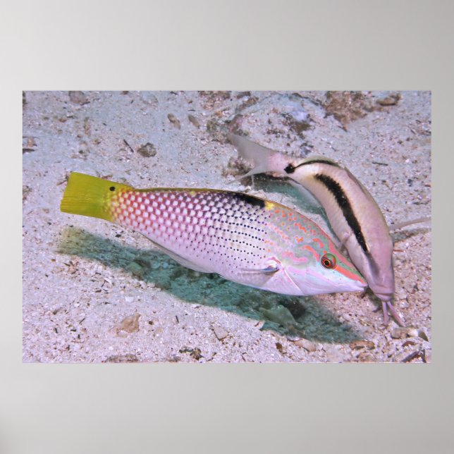 Checkerboard Wrasse Poster (Vorne)
