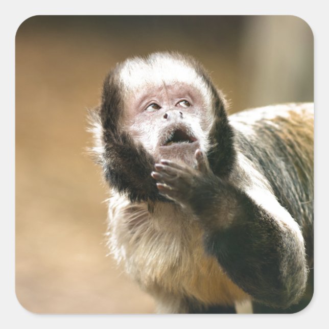 Cheeky & bedachte Baby Kapuzineraffe Quadratischer Aufkleber (Vorderseite)
