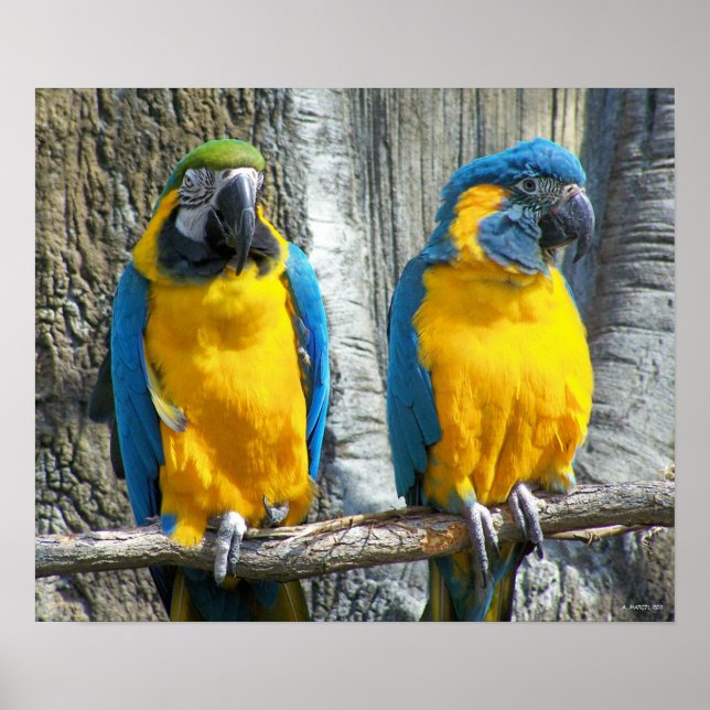 Cheeky Bird Poster (Vorne)