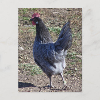 Cheeky Blue Andalusian Hen Postkarte