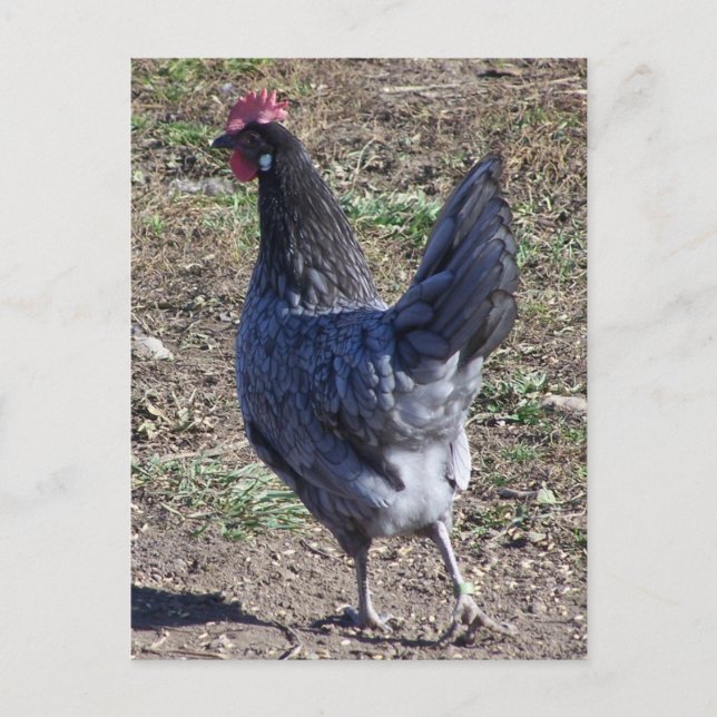 Cheeky Blue Andalusian Hen Postkarte (Vorderseite)