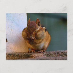 Cheeky Chipmunk Postkarte