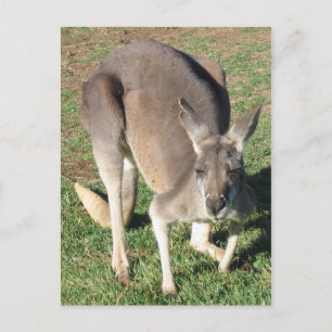 Cheeky Kangaroo - Postcard Postkarte