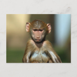 Cheeky Monkey - Niedlich Baboon Postkarten