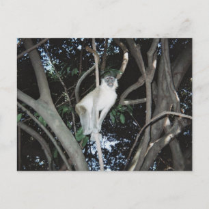 Cheeky Monkey Postkarte