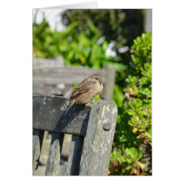 Cheeky Sparrow