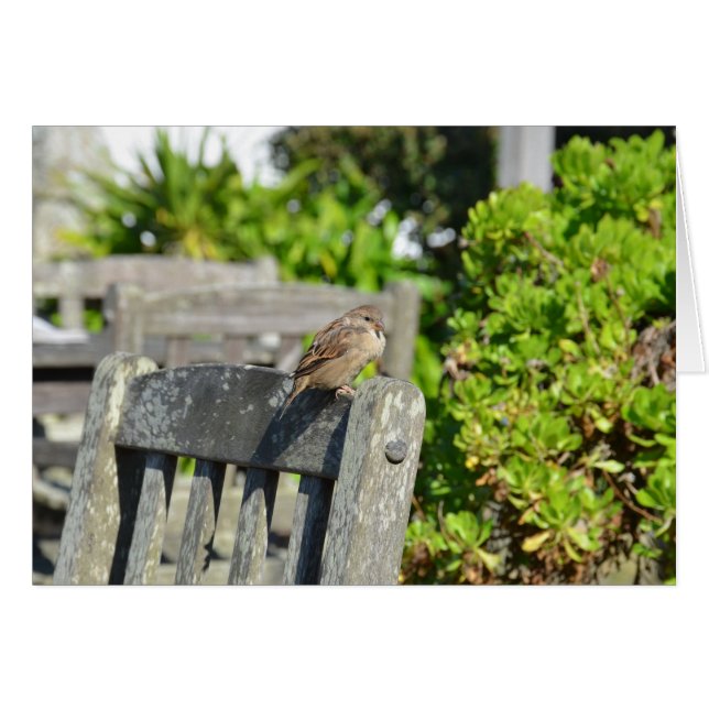 Cheeky Sparrow (Vorderseite (Horizontal))