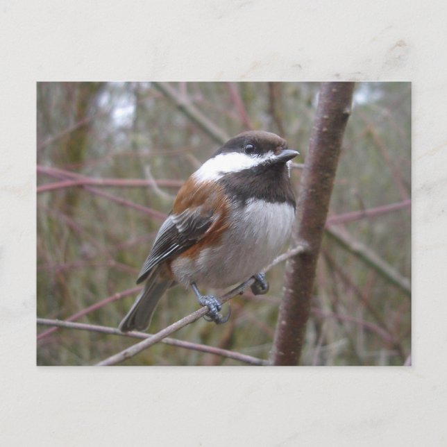 Cheep, die Chickadee Postkarte (Vorderseite)
