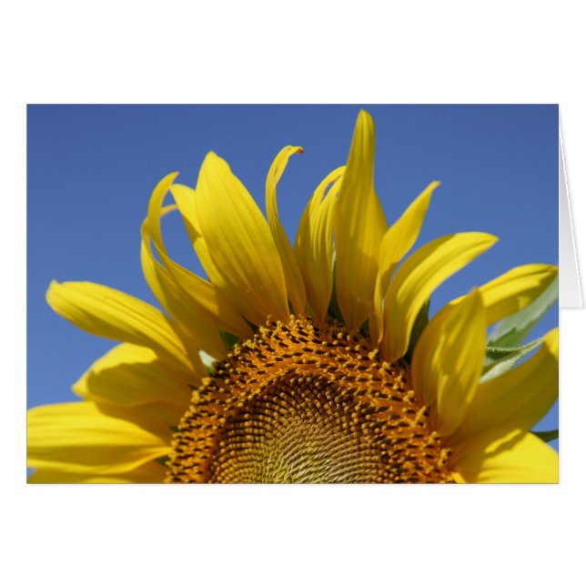 Cheery (Vorderseite (Horizontal))