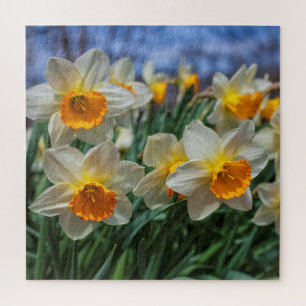 Cheery Daffodils 20"x20" schwer