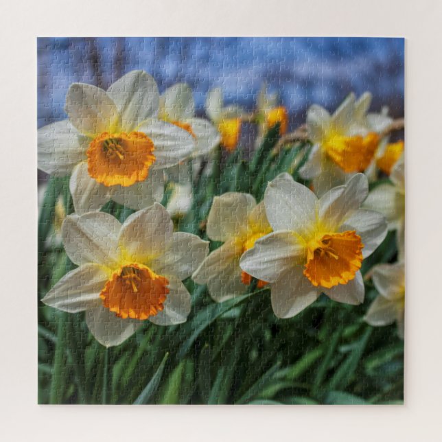 Cheery Daffodils 20"x20" schwer (Vertikal)