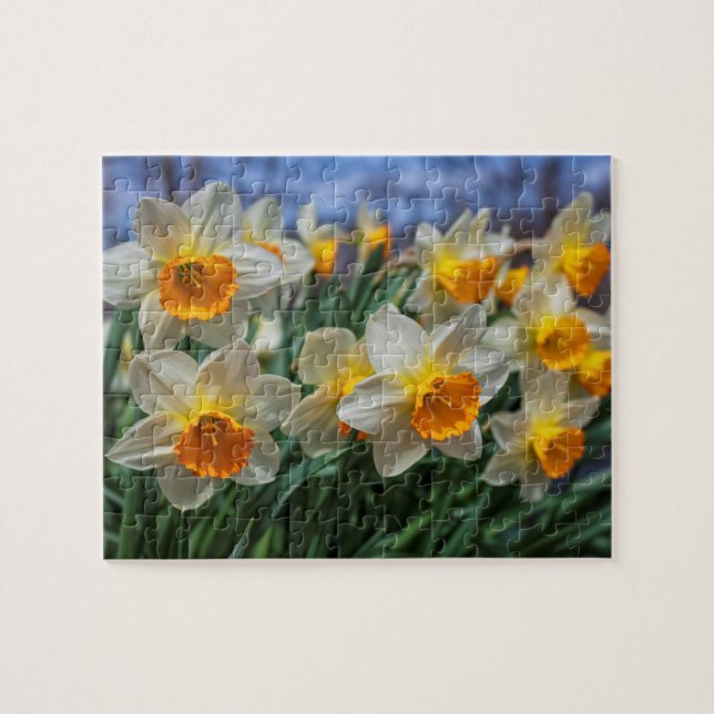 Cheery Daffodils 8"x10" herausfordernd (Horizontal)