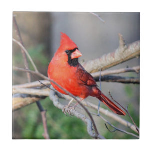 Cheery Kardinal Decorative Tile Fliese