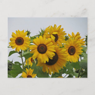Cheery Sunflower Group Postkarte