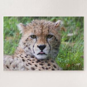 Cheetah