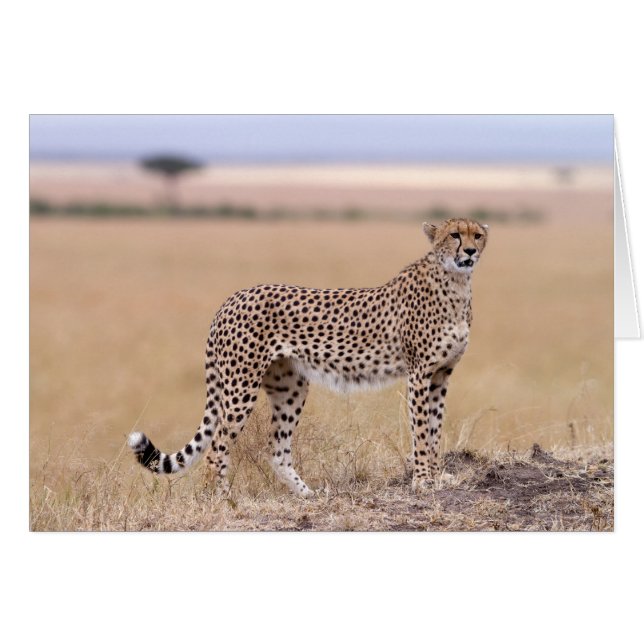 Cheetah (Vorderseite (Horizontal))