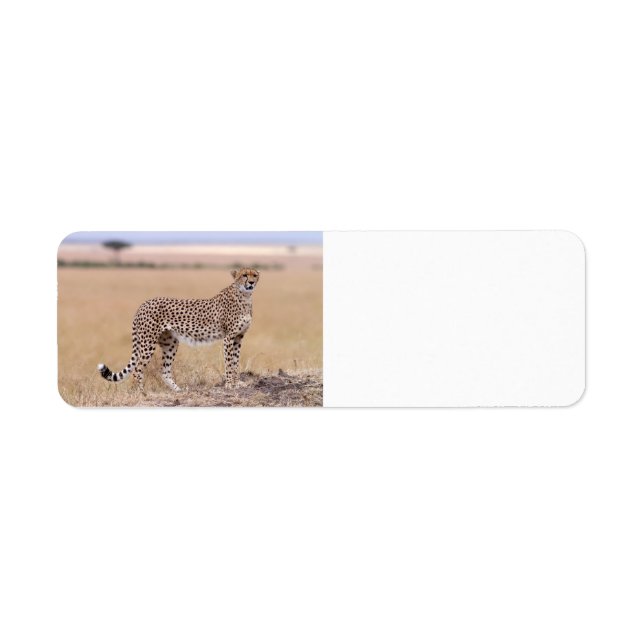 Cheetah (Vorne)
