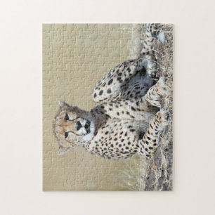 Cheetah