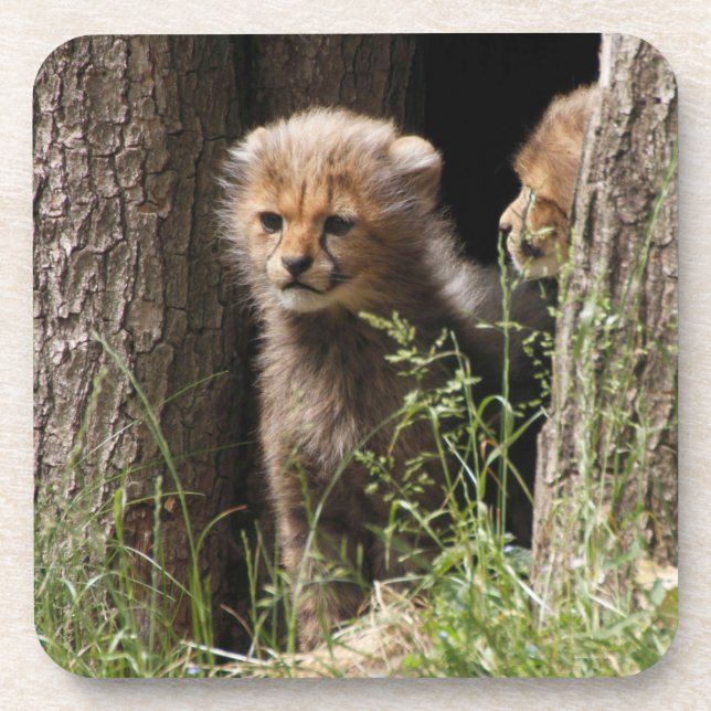 Cheetah 005 getränkeuntersetzer (Vorderseite)