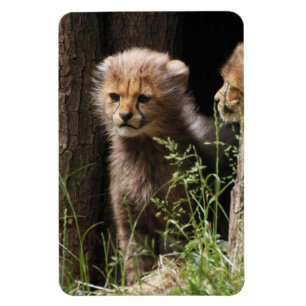 Cheetah 005 magnet