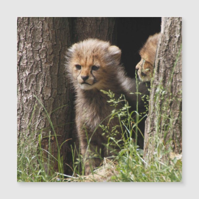 Cheetah 005 magnetkarte (Vorderseite)